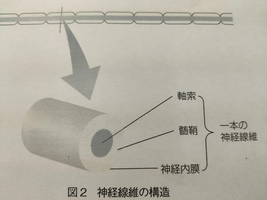 顔面神経麻痺の病的共同運動について